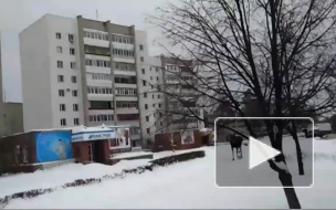 Под Пензой задумчивый лось гулял по городским улицам и попал на видео