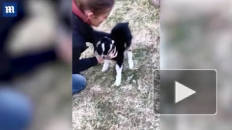 Двухголовый козленок удивил фермеров и попал на видео