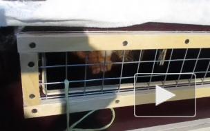 В Ленинградскую область привезли из Новосибирска красного и полярного волков