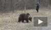Экологи: Томские медведи выходят из леса на трассу и клянчат у водителей еду