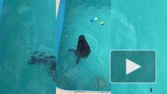 Видео: тюлень Крошик передает привет поклонникам