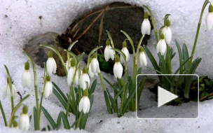 В понедельник, 17 марта, Петербург занесет снегом