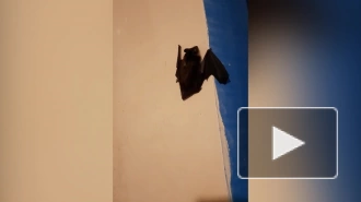 Видео: летучая мышь залетела в квартиру в Шушарах