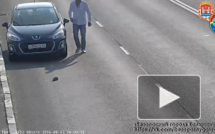 Спаситель калининградского котейки сделал двухкилометровый крюк, чтобы избавить его от гибели