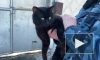 Сотрудники ИК-19 в Казани пресекли попытку доставить в колонию гашиш с помощью кошки