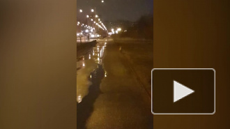Петербуржцы заметили одинокую голодную лисицу на Маршала Захарова