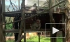 Ленинградский зоопарк показал любящую семью японских макак