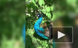 В Ленинградском зоопарке показали самца павлина