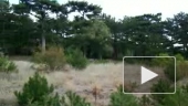 татары захватили крымские леса
