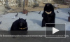 Медведи сбежали из питомника под Петербургом из-за халатности работников