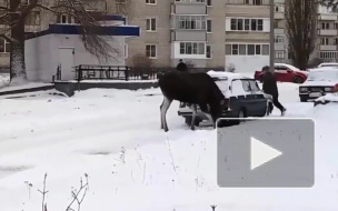 Появилось видео: в Пензенской области дикий лось облюбовал автомобиль 