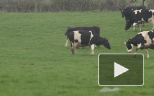 В Ленобласти арестовано стадо коров