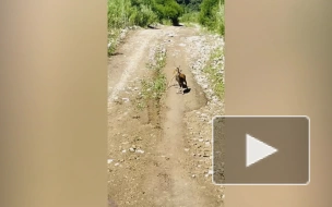 В Приморье впервые попали на видео детеныши редкого водяного оленя