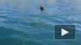 Видео: На Байкале туристы на лодке застрелили плывущего ...