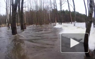 Серфер решил прокатиться по затопленному лесу в Ленобласти