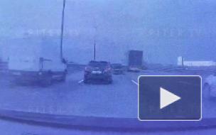 Автомобиль сбил лисенка на КАД: видео