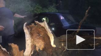 Во Владимирской области ураган повалил почти 100 деревьев 