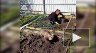 "Обычное" видео умилило соцсети: Медвежонок помогает в огороде