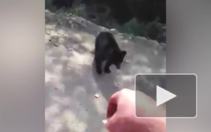 Забавное видео из Красноярска: водитель авто накормил медвежонка печеньем