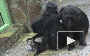 В опросе о зоопарке приняли участие более 19 тысяч петербуржцев