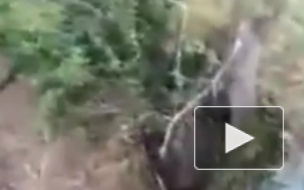 Видео: Медведь загнал рыбаков на дерево в Хабаровском крае