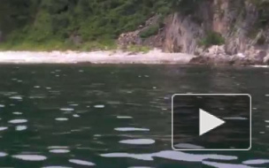 В Приморье размножаются акулы-людоеды 