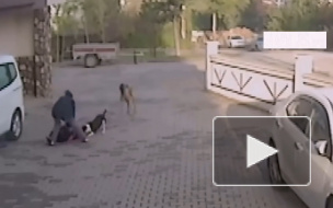 В Волгоградской области собака загрызла насмерть годовалого мальчика 