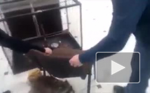 В Уфе в контактном зоопарке посетители спасли енота‍ от гибели