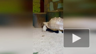 В Ленинградском зоопарке рассказали, зачем черепахи закапываются в песке на ночь