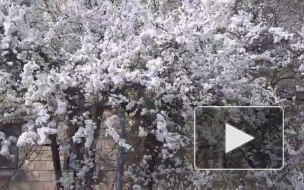 В Петербурге зацвели яблони, груши и сакура