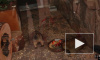 Видео: в Ленинградском зоопарке поселились маленькие прожорливые сурки