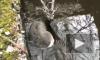 Спасатели вытащили молодого оленёнка из трёхметровой ямы с водой на окраине Биробиджана в ЕАО