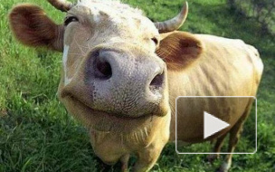 Возвращение молока: снят запрет на поставку молочной продукции из Литвы