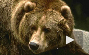 Таджикские пограничники и киргизские браконьеры устроили стрельбу из-за мертвого медведя 