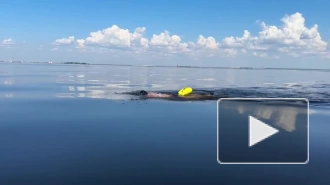 Пловец Антон Лосев совершит заплыв на 75 км по Финскому заливу