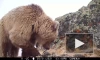 Медведь уничтожил фотоловушку на Алтае и попал на видео