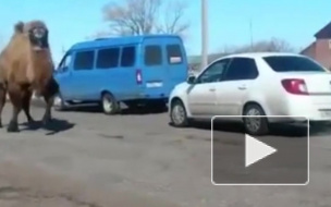Смешное видео из Башкирии: верблюд устроил пробежку среди машин и сугробов