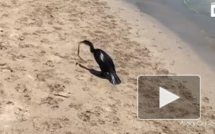 Видео из Австралии: Смертельно ядовитая змея пала жертвой баклана