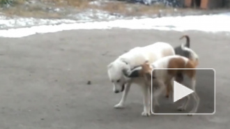 В Волгограде пара живодеров убивала кошек и собак, чтобы сожрать их мясо