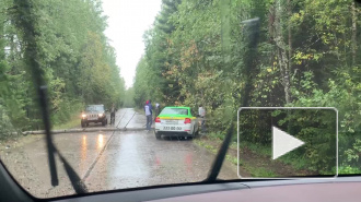 На автодорогу в Зеленогорске рухнуло дерево