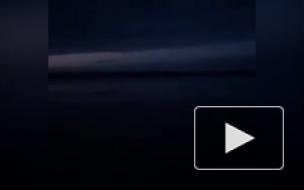 В Финском заливе в прошлом году сняли на видео дельфинов