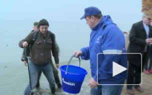 В акваторию Финского залива выпустили 5000 мальков сига