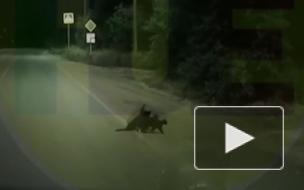 Трогательное видео: Кошки помогли раненой собаке перейти дорогу