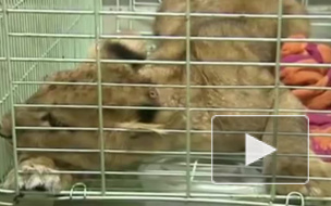 Израненного львенка незаконно везли в купе поезда Петербург - Москва