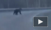 Забавное видео из Башкирии: медведь выбежал на дорогу