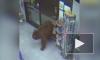 Медведи "ограбили" продуктовые магазины и попали на видео
