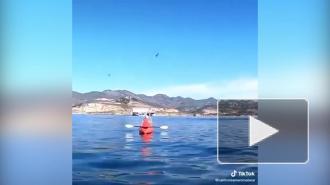 Видео момента нападения: У берегов Калифорнии кит едва не проглотил двух женщин 