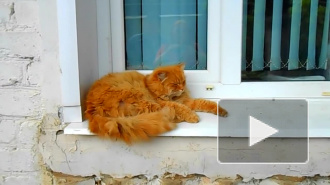 В День защитника Отечества петербуржцам раздадут 20 рыжих котов