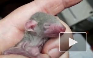В Московском зоопарке родились детеныши египетской летучей собаки