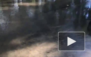 В Выборгском районе прорывает вторую за день трубу: улица Жени Егоровой стала рекой